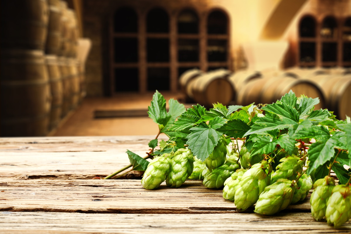 Hops essential for beer brewing